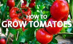 Środowisko do uprawy Pomidorów