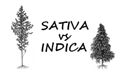 Sativa czy Indica?