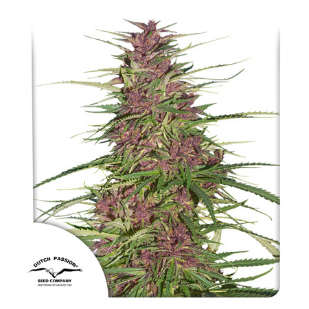 Purple 1 Dutch Passion Nasiona marihuany