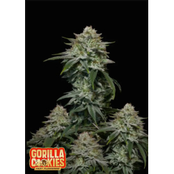 Gorilla Cookies Fast Flowering Fast Buds sklep z nasionami marihuany Kraków