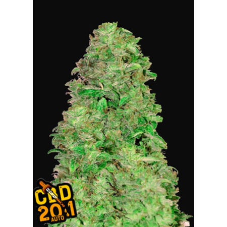 CBD Auto 20:1 Fast Buds nasiona marihuany