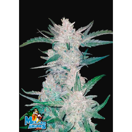 Mexican Airlines Auto FastBuds plon XL