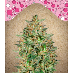 BubbleGummer Female Seeds Nasiona marihuany