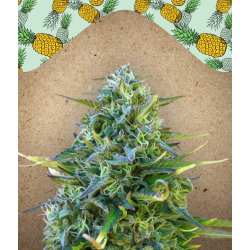 Critical Sour Female Seeds nasiona marihuany