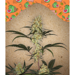 Grape Amnesia Female Seeds nasiona marihuany