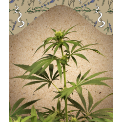 CBD Terra Italia Female Seeds nasiona marihuany