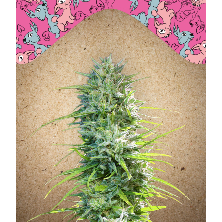 SexBud Female Seeds nasiona marihuany