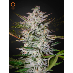 Holy Punch Green House Seeds THC