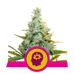 AMG Royal Queen Seeds Sweet Zkittlez Royal Queen Seeds nasiona marihuany