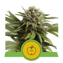 Apple Fritter Auto Royal Queen Seeds nasiona narihuany