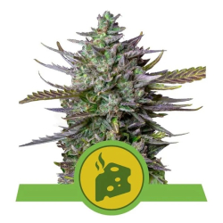 Blue Cheese Auto Royal Queen Seeds nasiona konopi