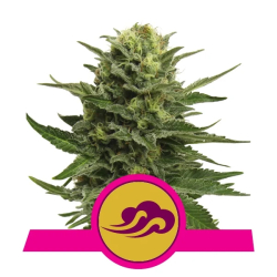 Blue Mystic Royal Queen Seeds Nasiona marihuany