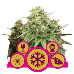 Feminized Mix Royal Queen Seeds Nasiona marihuany