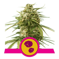 Gushers Royal Queen Seeds nasiona marihuany
