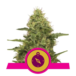 Northern Light Royal Queen Seeds Nasiona marihuany