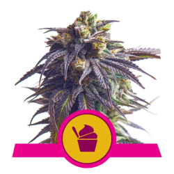 Sundae Driver Royal Queen Seeds nasiona marihuany