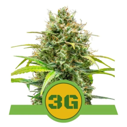 Triple G Auto Royal Queen Seeds nasiona narihuany