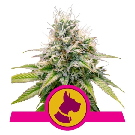 Kali Dog Royal Queen Seeds Nasiona marihuany