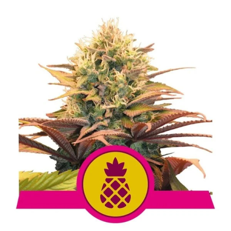 Pineapple Kush Royal Queen Seeds Nasiona marihuany