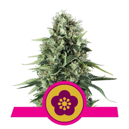 Power Flower Royal Queen Seeds Nasiona marihuany