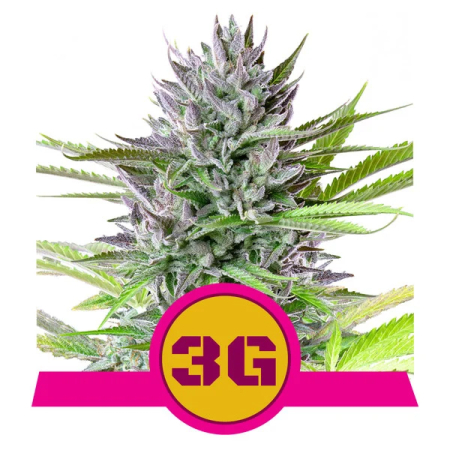 Triple G Royal Queen Seeds nasiona narihuany