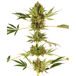 CBD Himalayan Sensi Seeds Nasiona marihuany