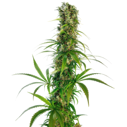 Michka Sensi Seeds Nasiona marihuany