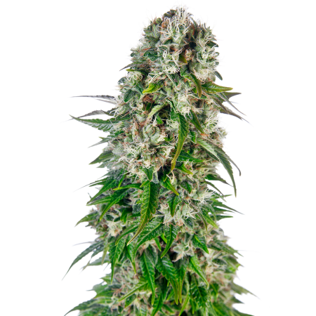 Big Bud Auto Sensi Seeds Nasiona marihuany