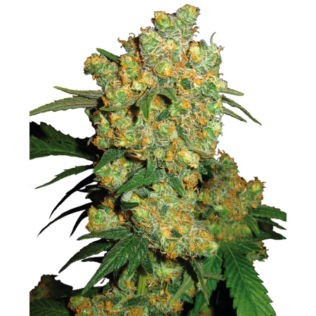 Big Bud Sensi Seeds Nasiona marihuany