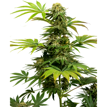 Black Harlequin CBD Sensi Seeds Nasiona marihuany