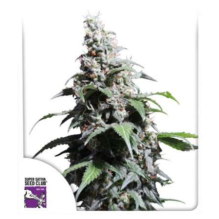 Pineapple Poison Super Sativa Seed Club nasiona marihuany