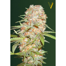 Auto Super Extra Skunk Victory Seeds Nasiona marihuany