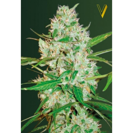 Auto White Russian XXL Victory Seeds nasiona marihuany