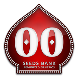 Auto White Widow XXL | 00 Seeds Bank