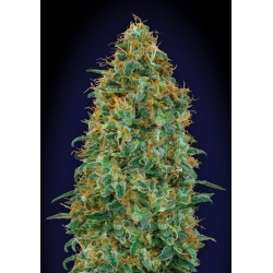 Blueberry | 00 Seeds Bank