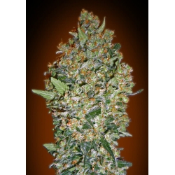 Cheese Berry | 00 Seeds Bank