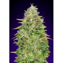 Critical Poison Fast | 00 Seeds Bank