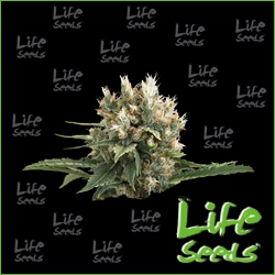 Nasiona marihuany Auto OG Kush od Life Seeds w seedfarm.pl