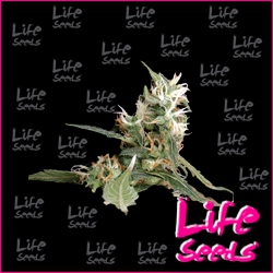 Nasiona marihuany Amnesia Haze od Life Seeds  w seedfarm.pl