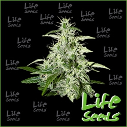 Nasiona marihuany Auto AK 47 od Life Seeds w seedfarm.pl
