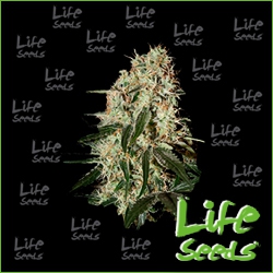 Nasiona marihuany Auto Amnesia Haze od Life Seeds w seedfarm.pl