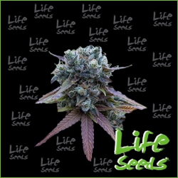 Nasiona marihuany Auto Blueberry od Life Seeds w seedfarm.pl