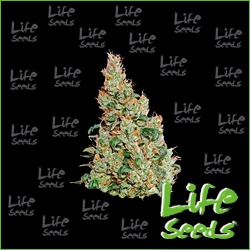 Nasiona marihuany Auto Jack Herer od Life Seeds w seedfarm.pl