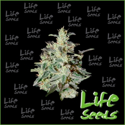 Nasiona marihuany Auto Lemon Skunk od Life Seeds w seedfarm.pl