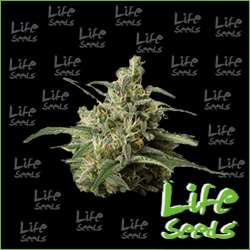 Nasiona marihuany Auto Mazar od Life Seeds w seedfarm.pl