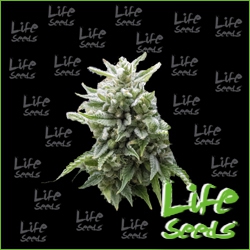 Nasiona marihuany Auto Northern Light od Life Seeds w seedfarm.pl