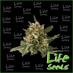 Nasiona marihuany Auto OG Kush od Life Seeds w seedfarm.pl
