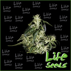 Nasiona marihuany Auto Super Skunk od Life Seeds w seedfarm.pl