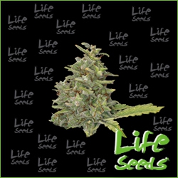 Nasiona marihuany Auto Caramel od Life Seeds w seedfarm.pl