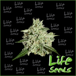 Nasiona marihuany Auto White Russian od Life Seeds w seedfarm.pl